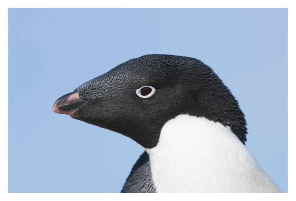 Adelie Penguin Portrait, Prydz Bay, Eastern Antarctica-Paper Art-20X14