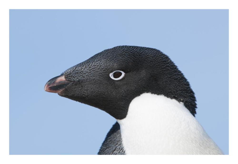 Adelie Penguin Portrait, Prydz Bay, Eastern Antarctica-Paper Art-26X18