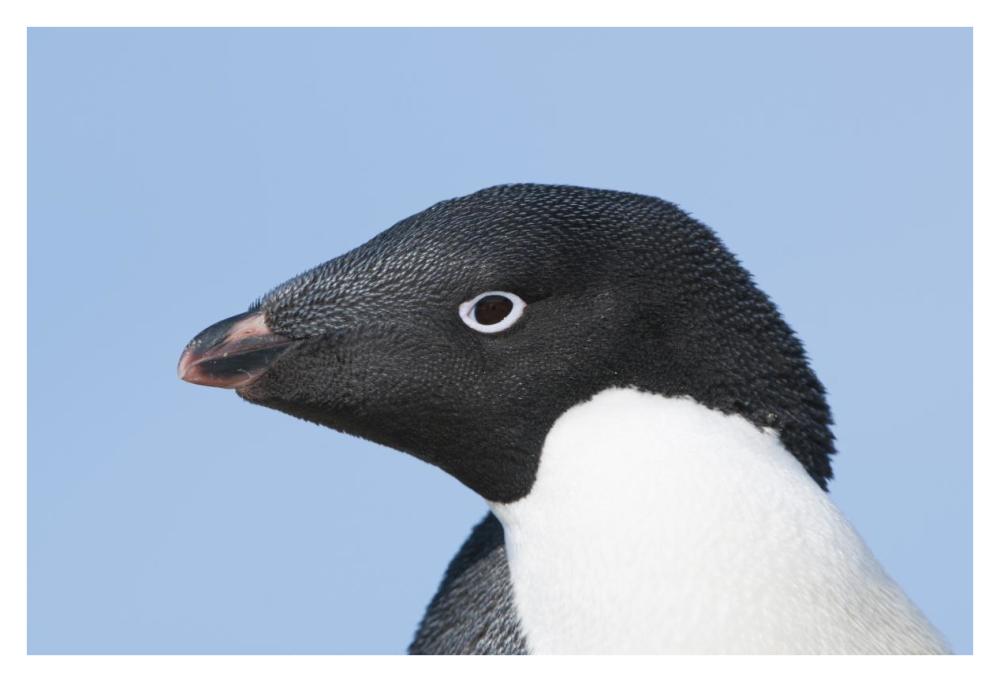 Adelie Penguin Portrait, Prydz Bay, Eastern Antarctica-Paper Art-38X26