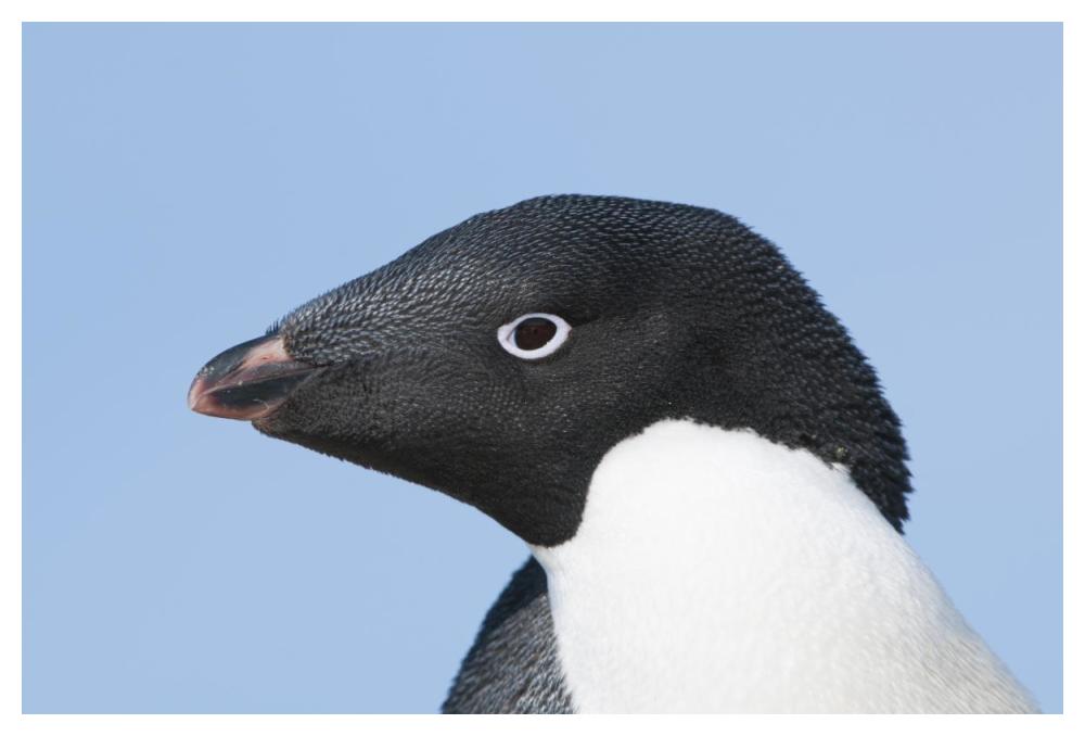 Adelie Penguin Portrait, Prydz Bay, Eastern Antarctica-Paper Art-50X34