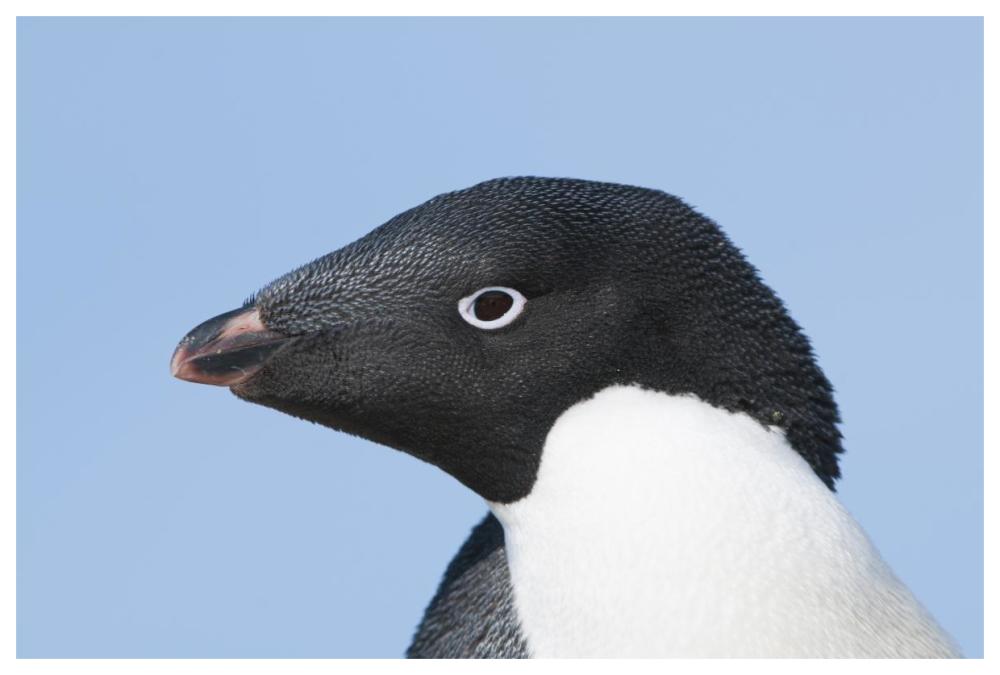 Adelie Penguin Portrait, Prydz Bay, Eastern Antarctica-Paper Art-62X42