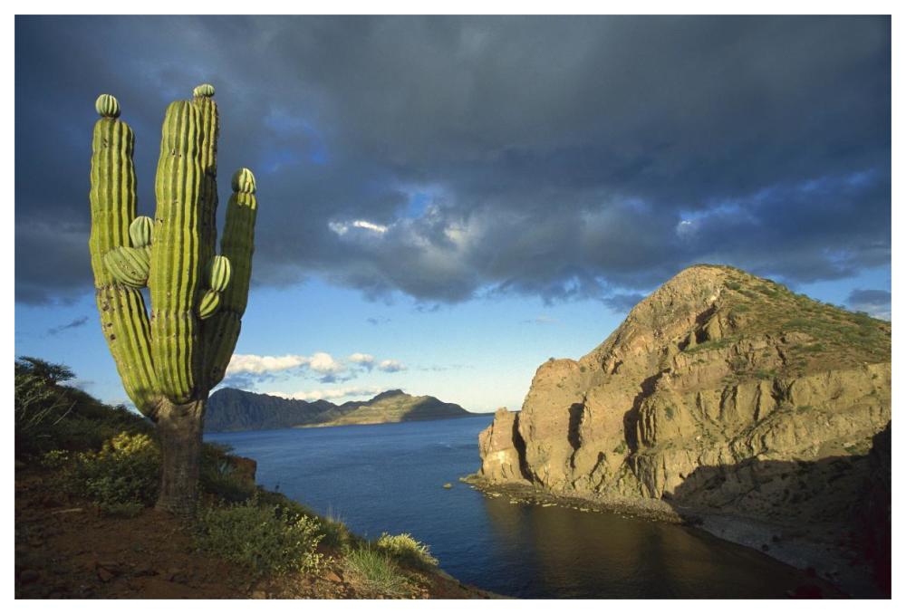 Danzante Island, Sea Of Cortez, Baja California, Mexico-Paper Art-62X42