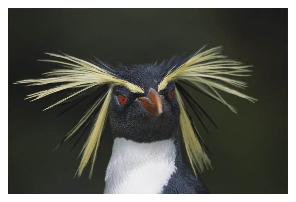 Rockhopper Penguin Portrait, Gough Island, South Atlantic-Paper Art-20X14