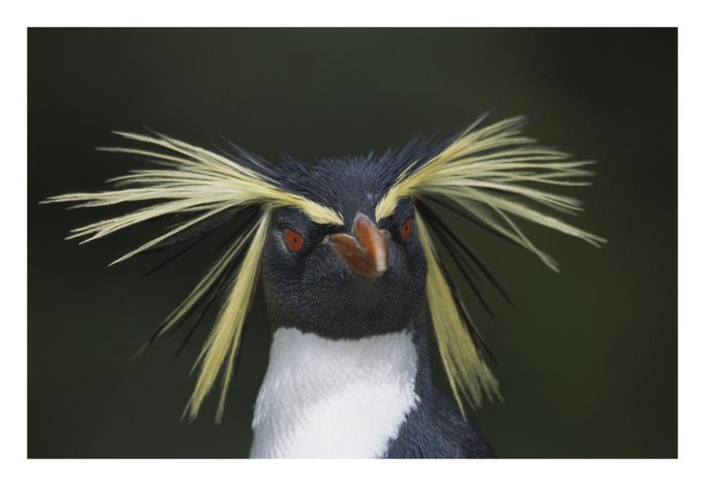 Rockhopper Penguin Portrait, Gough Island, South Atlantic-Paper Art-26X18