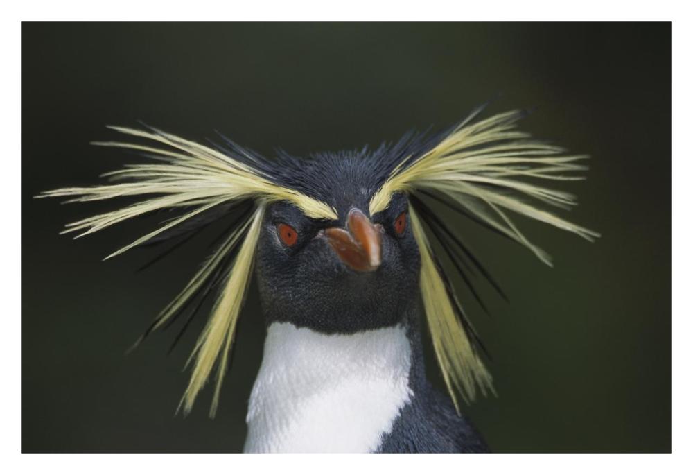 Rockhopper Penguin Portrait, Gough Island, South Atlantic-Paper Art-32X22