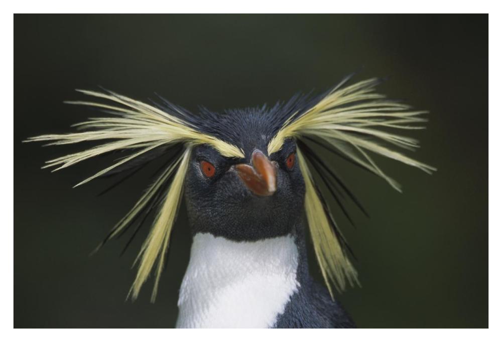 Rockhopper Penguin Portrait, Gough Island, South Atlantic-Paper Art-38X26