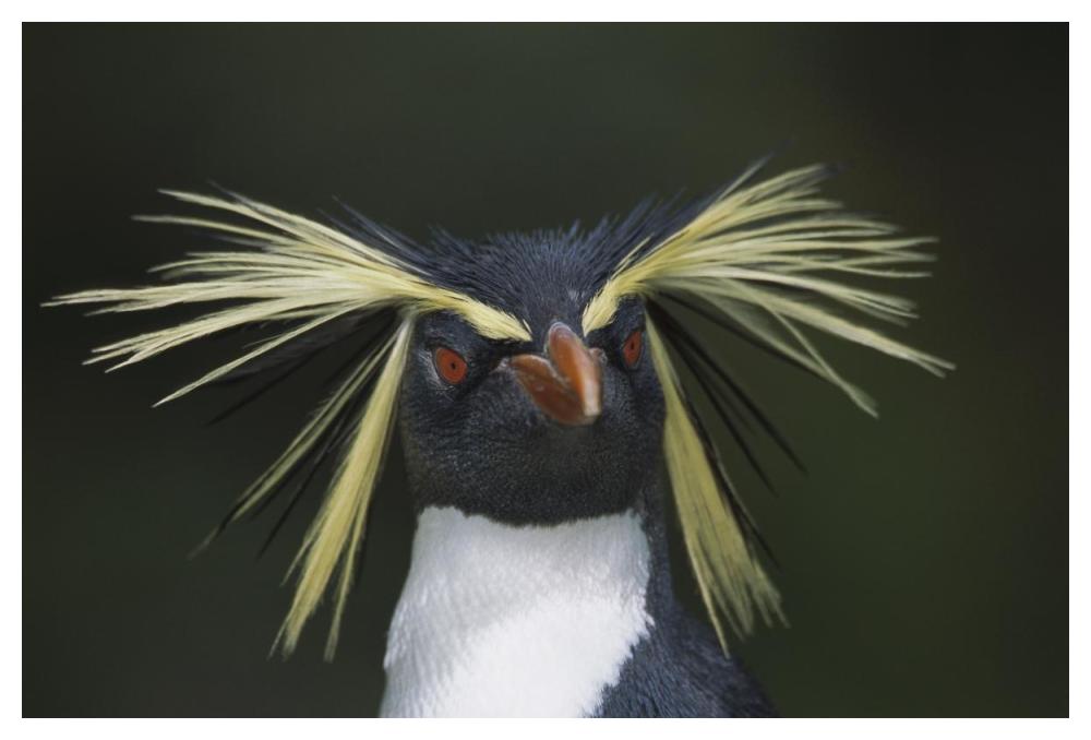 Rockhopper Penguin Portrait, Gough Island, South Atlantic-Paper Art-50X34