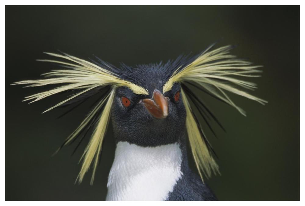 Rockhopper Penguin Portrait, Gough Island, South Atlantic-Paper Art-62X42