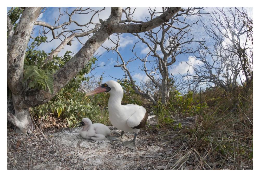 Nazca Booby With Chick In Nest, Galapagos Islands, Ecuador-Paper Art-20X14