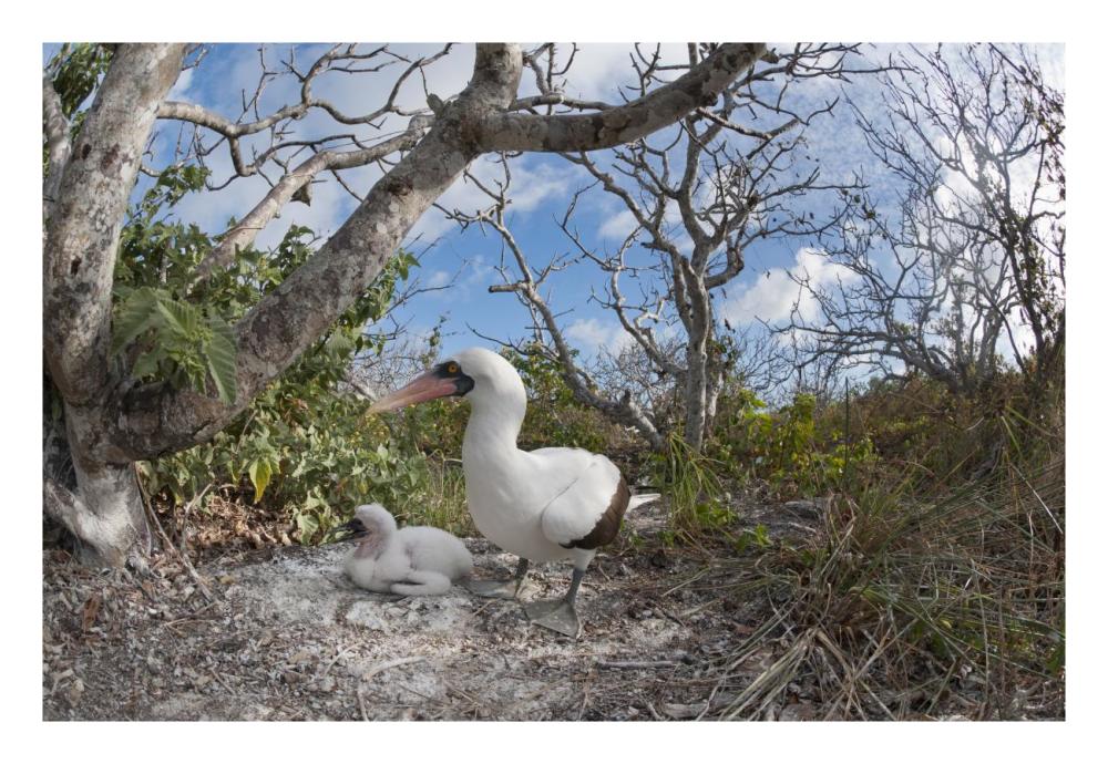 Nazca Booby With Chick In Nest, Galapagos Islands, Ecuador-Paper Art-26X18