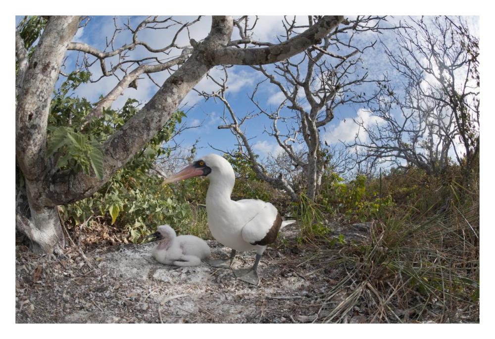 Nazca Booby With Chick In Nest, Galapagos Islands, Ecuador-Paper Art-32X22