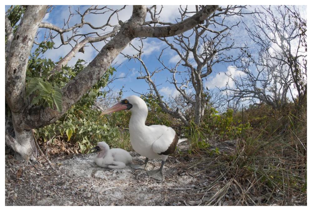 Nazca Booby With Chick In Nest, Galapagos Islands, Ecuador-Paper Art-62X42