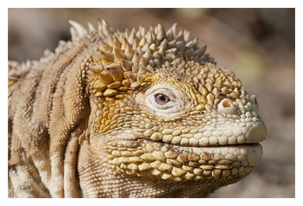 Galapagos Land Iguana Portrait, Galapagos Islands, Ecuador-Paper Art-20X14