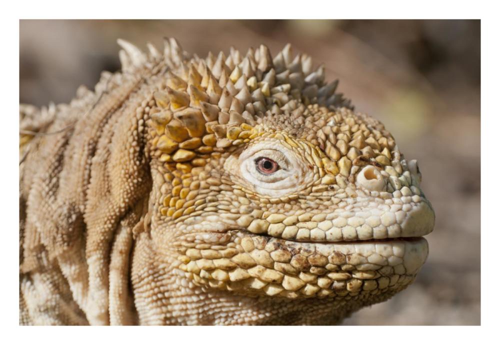 Galapagos Land Iguana Portrait, Galapagos Islands, Ecuador-Paper Art-26X18