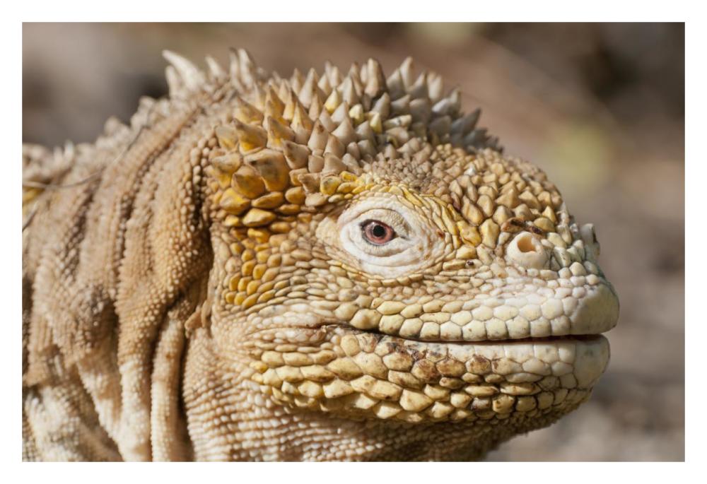 Galapagos Land Iguana Portrait, Galapagos Islands, Ecuador-Paper Art-32X22