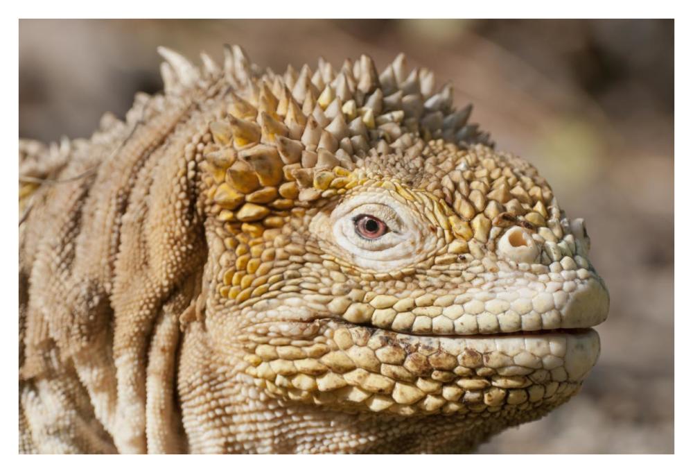 Galapagos Land Iguana Portrait, Galapagos Islands, Ecuador-Paper Art-38X26
