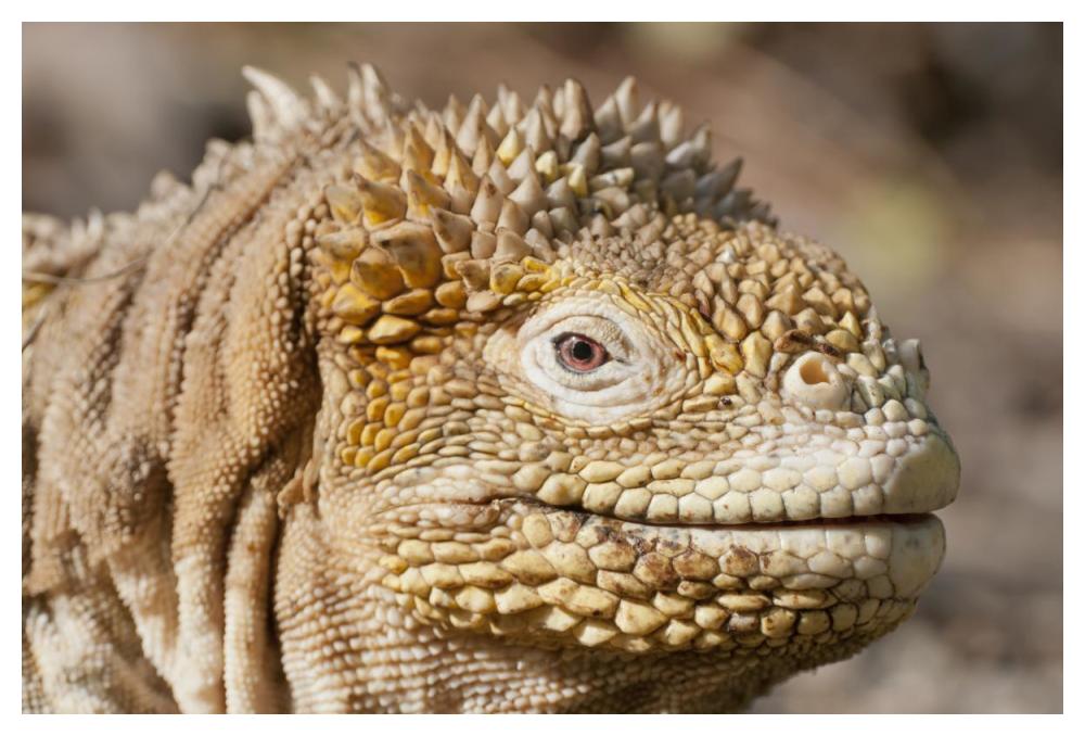 Galapagos Land Iguana Portrait, Galapagos Islands, Ecuador-Paper Art-50X34