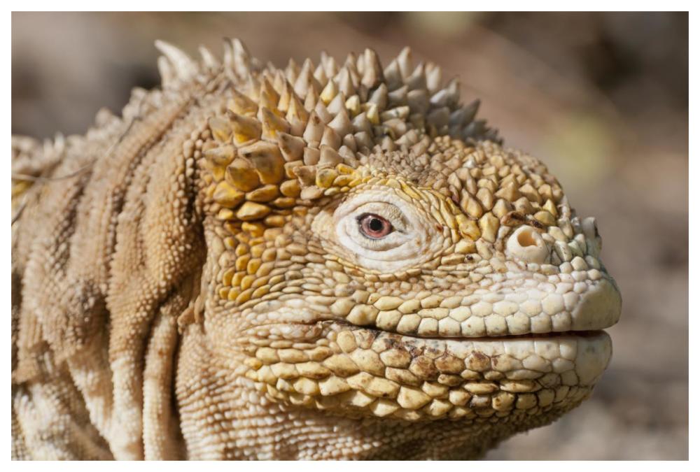 Galapagos Land Iguana Portrait, Galapagos Islands, Ecuador-Paper Art-62X42