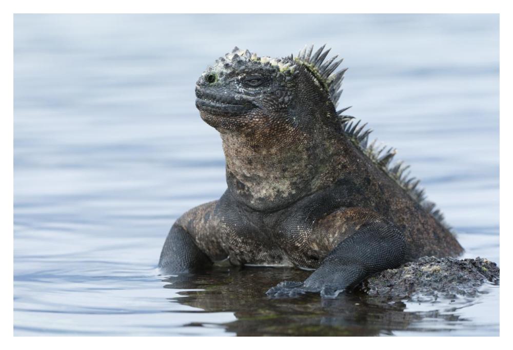 Marine Iguana On Rock In Shallow Water, Galapagos Islands, Ecuador-Paper Art-20X14