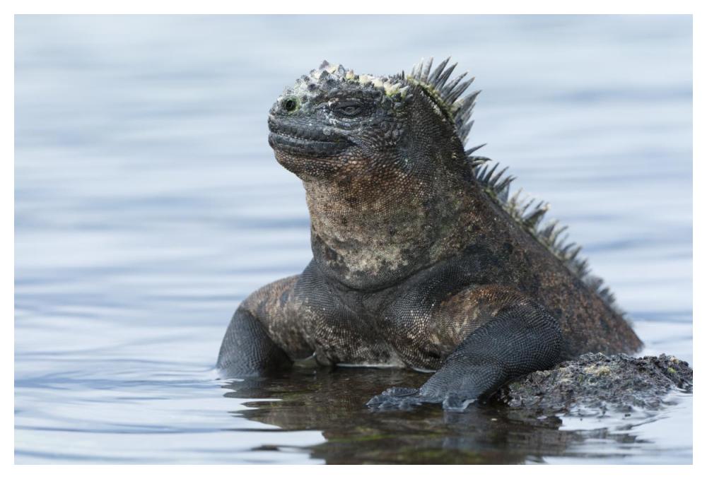 Marine Iguana On Rock In Shallow Water, Galapagos Islands, Ecuador-Paper Art-50X34