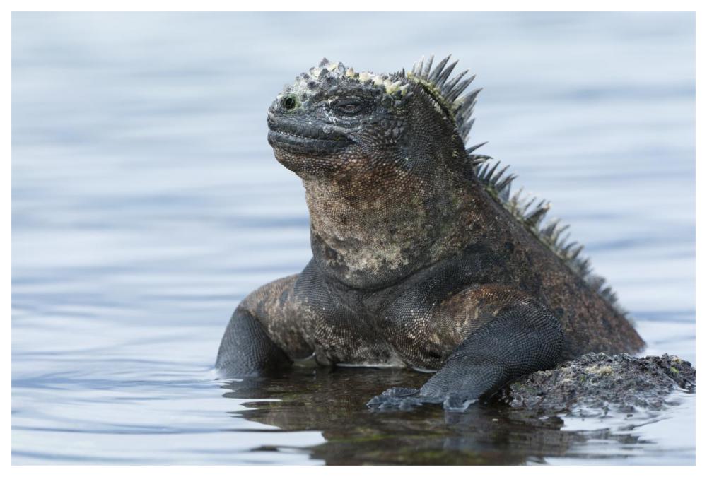 Marine Iguana On Rock In Shallow Water, Galapagos Islands, Ecuador-Paper Art-62X42
