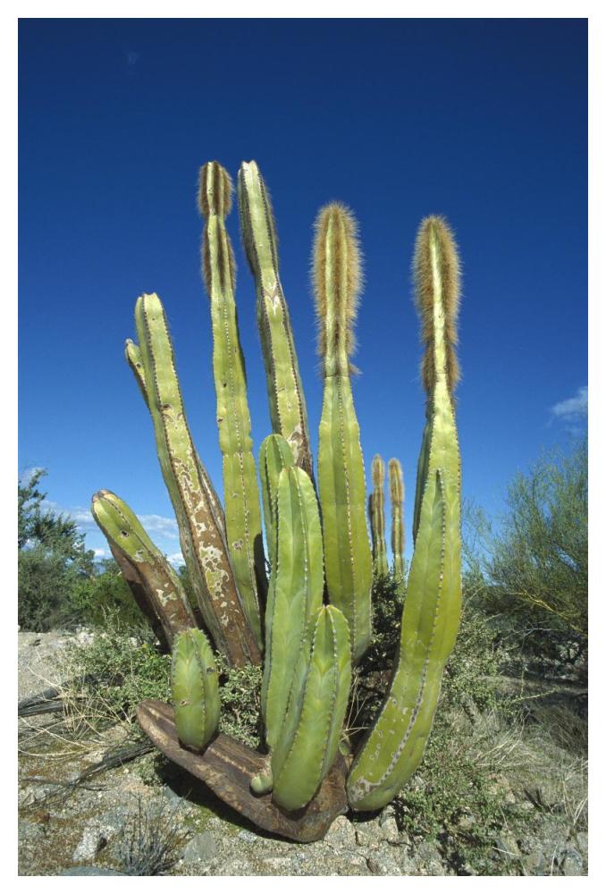 Old Man Cactus In Sonoran Desert Landscape, Baja California, Mexico-Paper Art-34X50