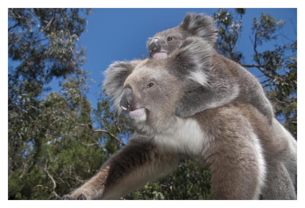Koala Mother Carrying Young In Gum Tree Forest, Victoria, Australia-Paper Art-20X14