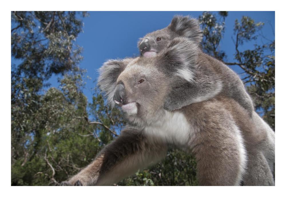 Koala Mother Carrying Young In Gum Tree Forest, Victoria, Australia-Paper Art-26X18