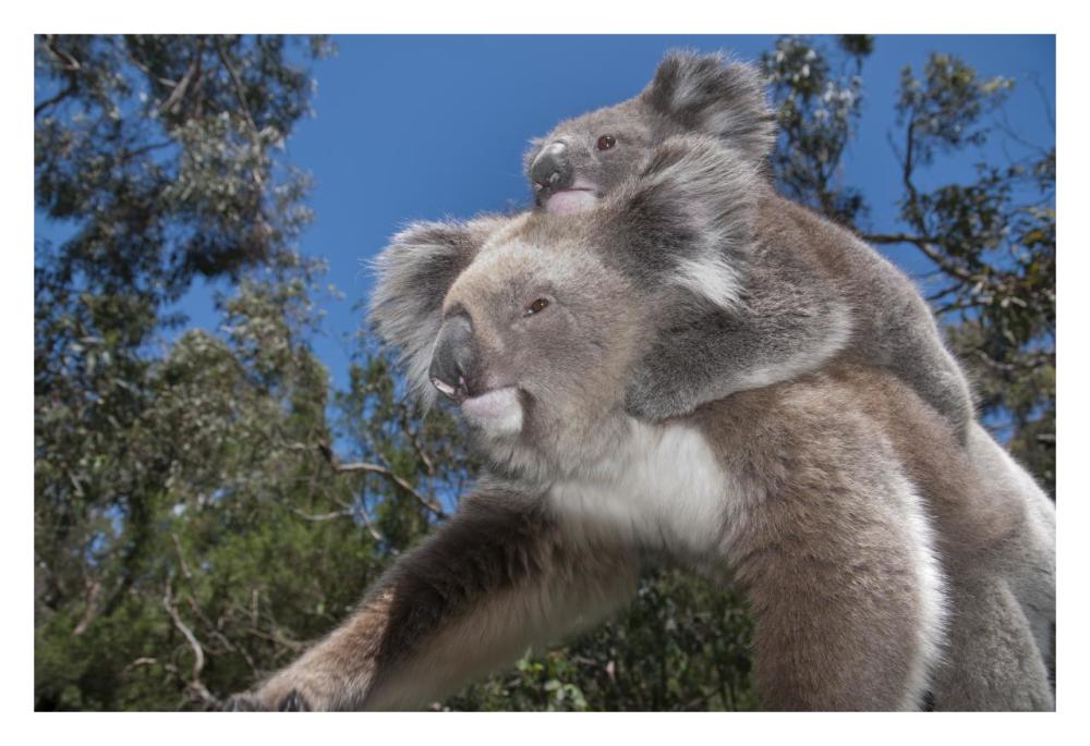 Koala Mother Carrying Young In Gum Tree Forest, Victoria, Australia-Paper Art-32X22