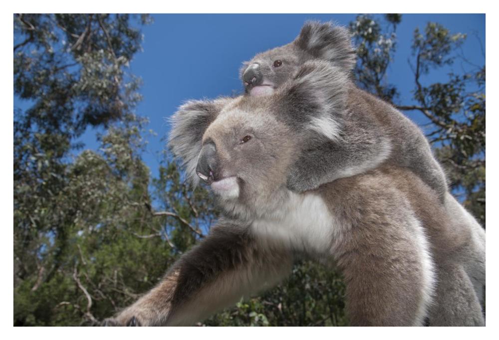 Koala Mother Carrying Young In Gum Tree Forest, Victoria, Australia-Paper Art-38X26