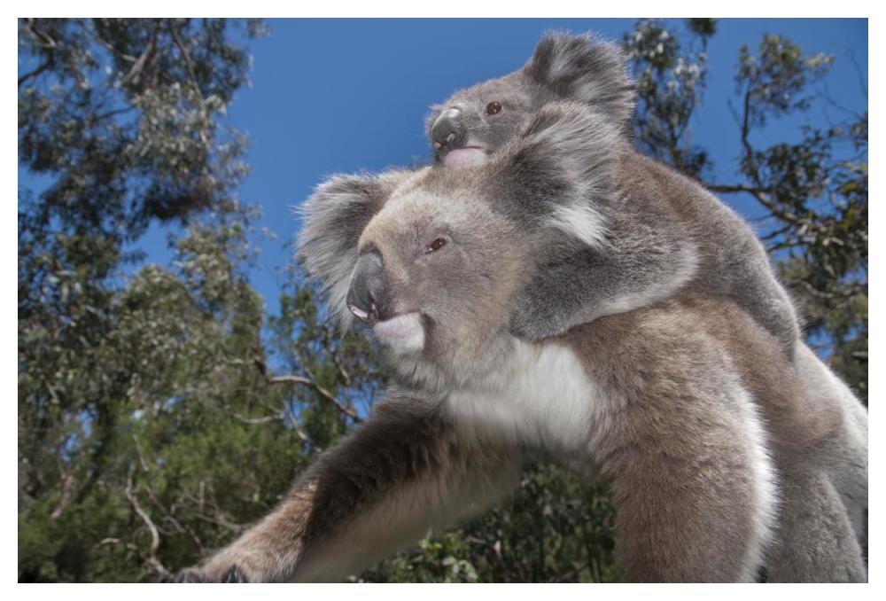 Koala Mother Carrying Young In Gum Tree Forest, Victoria, Australia-Paper Art-50X34