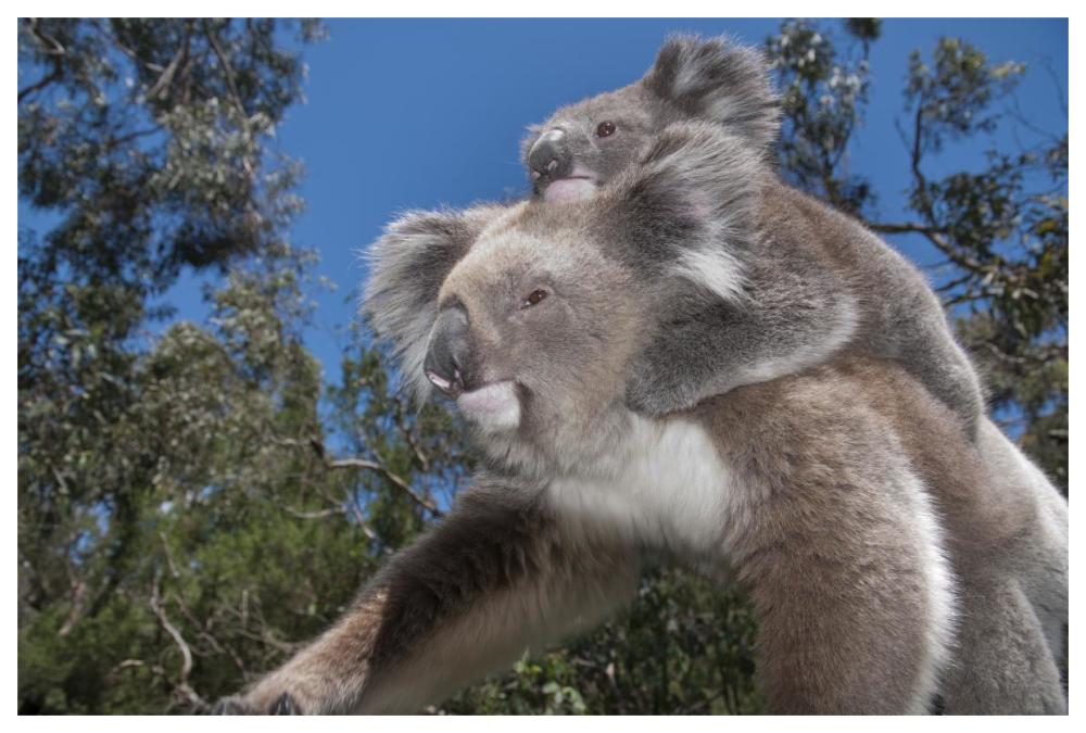 Koala Mother Carrying Young In Gum Tree Forest, Victoria, Australia-Paper Art-62X42