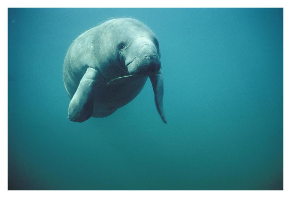 West Indian Manatee Or Sea Cow Wintering In Clear Spring Waters, Crystal River, Florida-Paper Art-20X14
