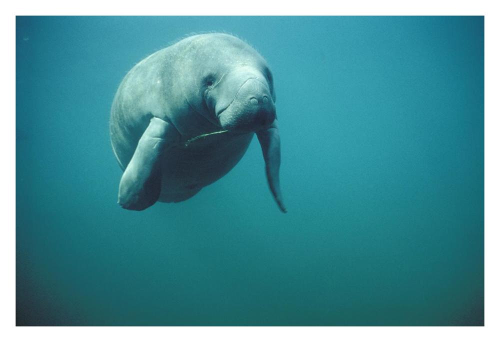 West Indian Manatee Or Sea Cow Wintering In Clear Spring Waters, Crystal River, Florida-Paper Art-32X22