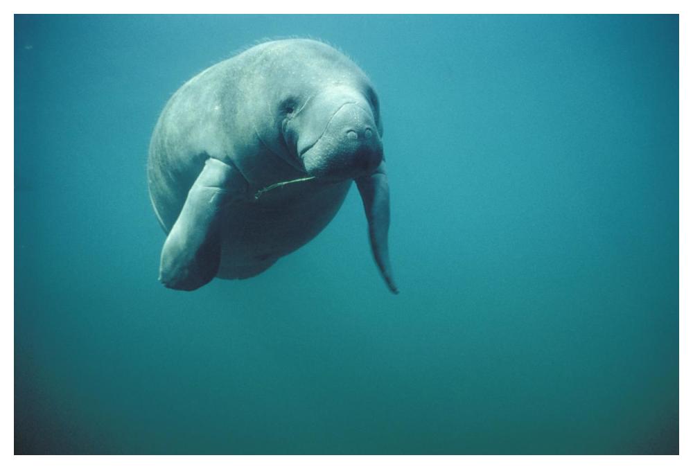 West Indian Manatee Or Sea Cow Wintering In Clear Spring Waters, Crystal River, Florida-Paper Art-50X34