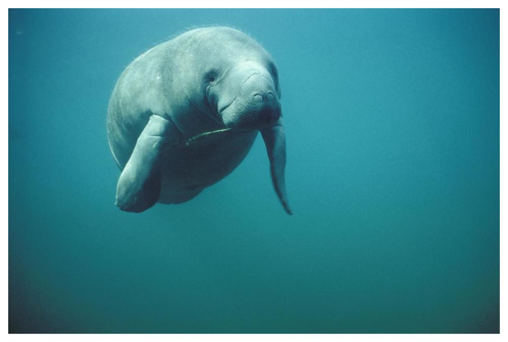 West Indian Manatee Or Sea Cow Wintering In Clear Spring Waters, Crystal River, Florida-Paper Art-62X42