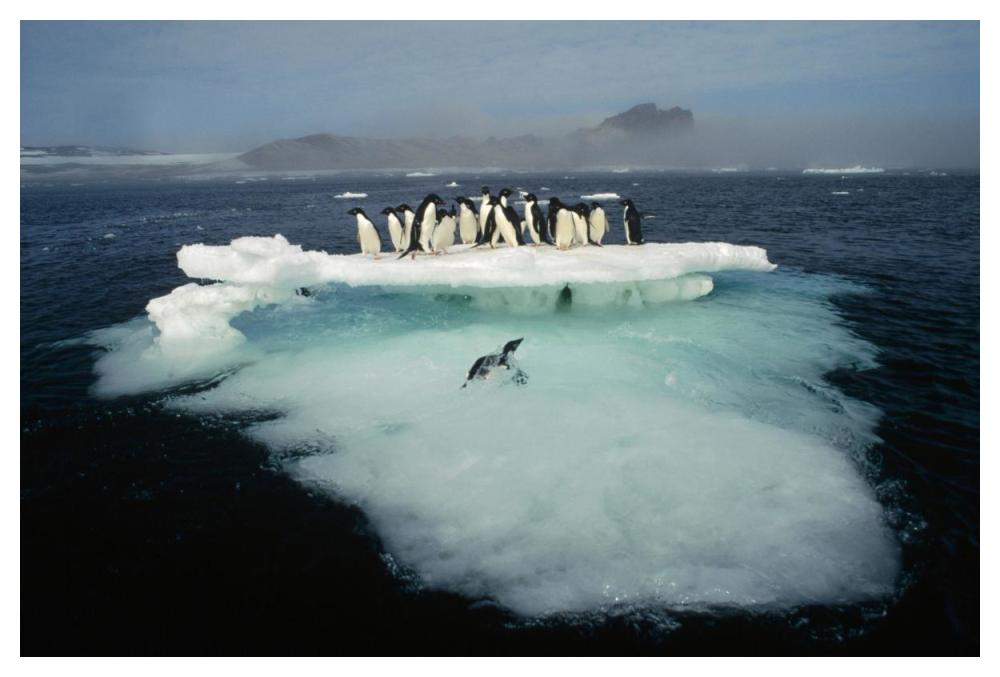 Adelie Penguin Crowding On Melting Summer Ice Floe, Possession Island, Ross Sea, Antarctica-Paper Art-50X34