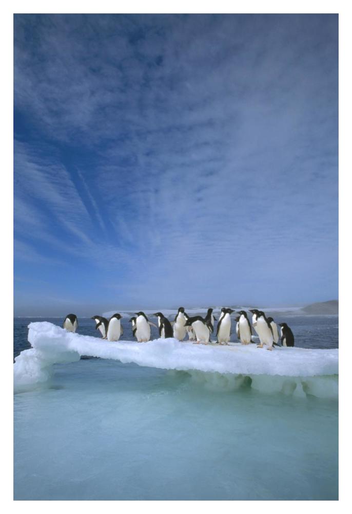 Adelie Penguin Group Crowding On Melting Summer Ice Floe, Possession Island, Ross Sea, Antarctica-Paper Art-14X20
