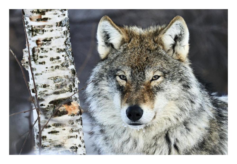 Gray Wolf Portrait, Norway-Paper Art-26X18