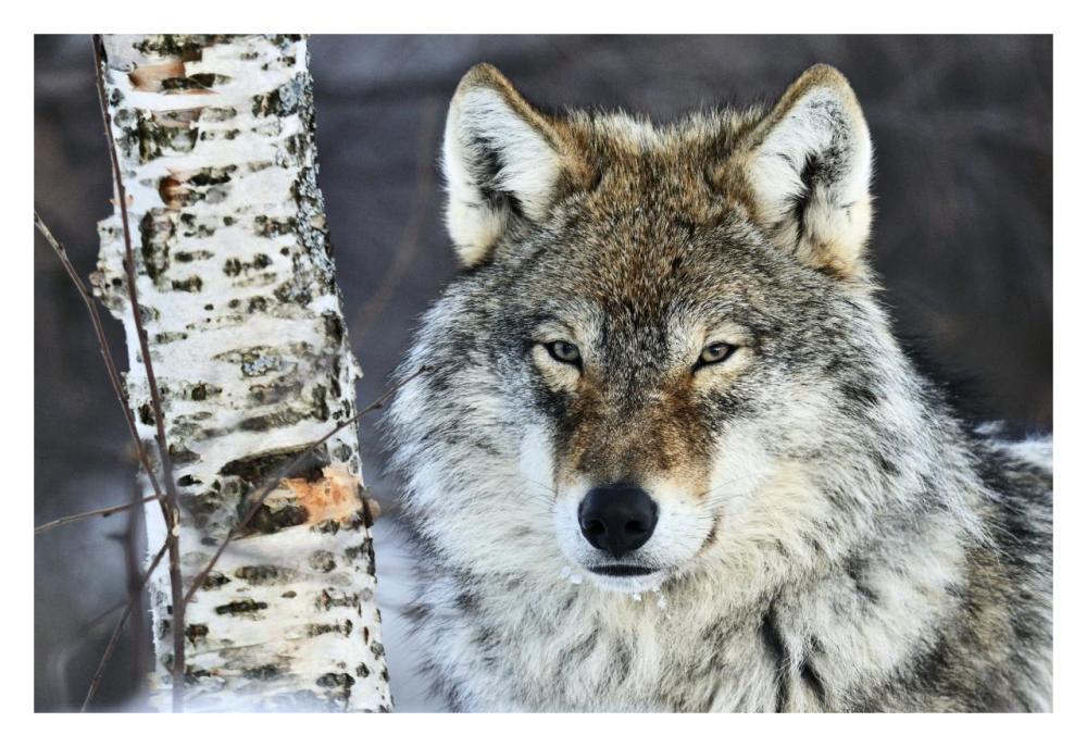 Gray Wolf Portrait, Norway-Paper Art-32X22