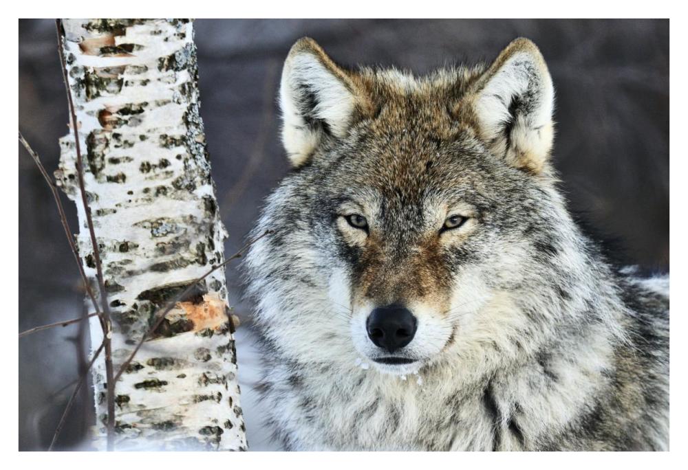 Gray Wolf Portrait, Norway-Paper Art-38X26