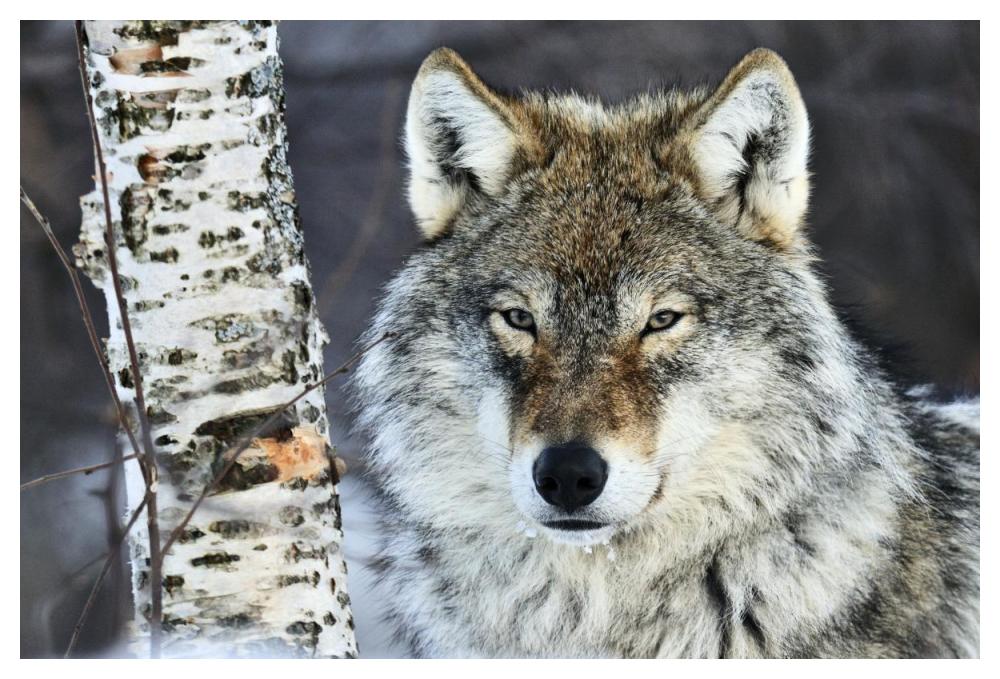 Gray Wolf Portrait, Norway-Paper Art-50X34