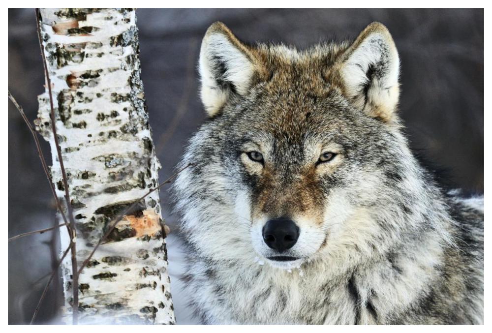 Gray Wolf Portrait, Norway-Paper Art-62X42