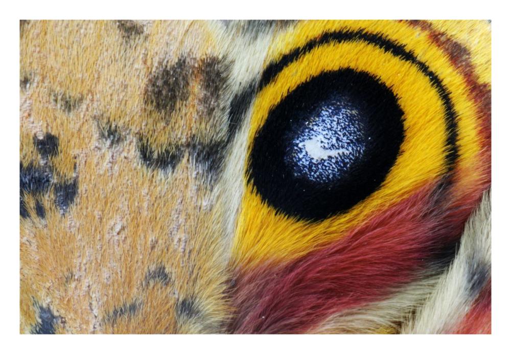 Io Moth Wing With Eye-Spot, Texas-Paper Art-26X18
