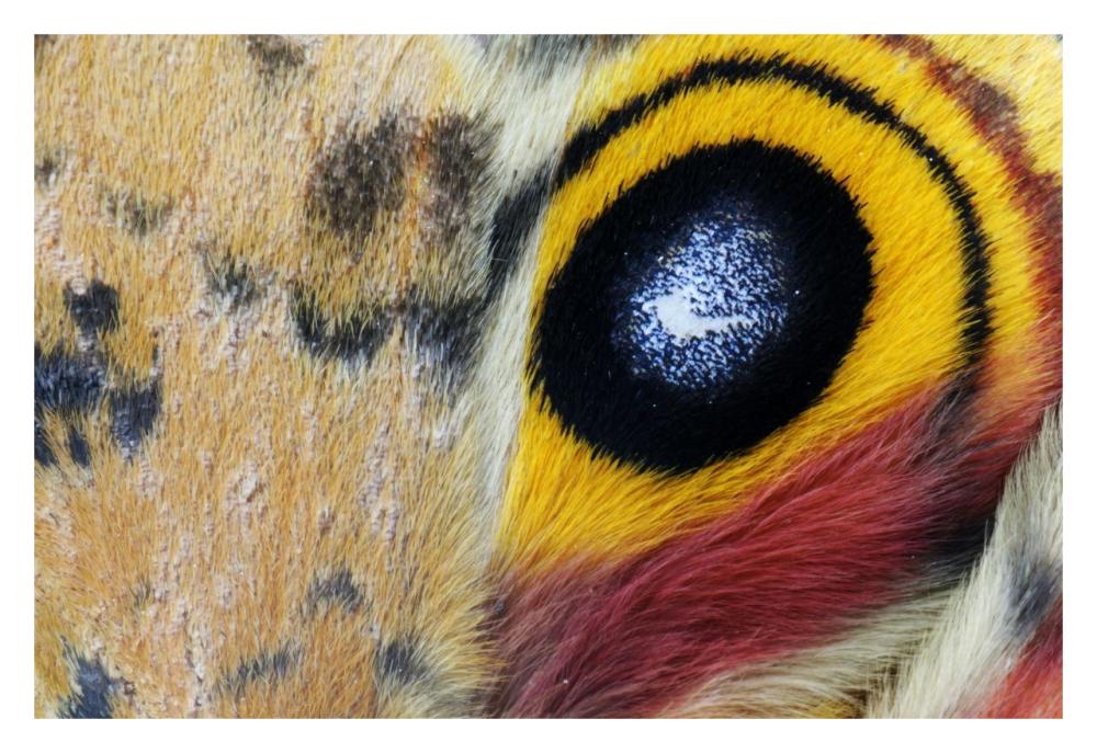 Io Moth Wing With Eye-Spot, Texas-Paper Art-32X22