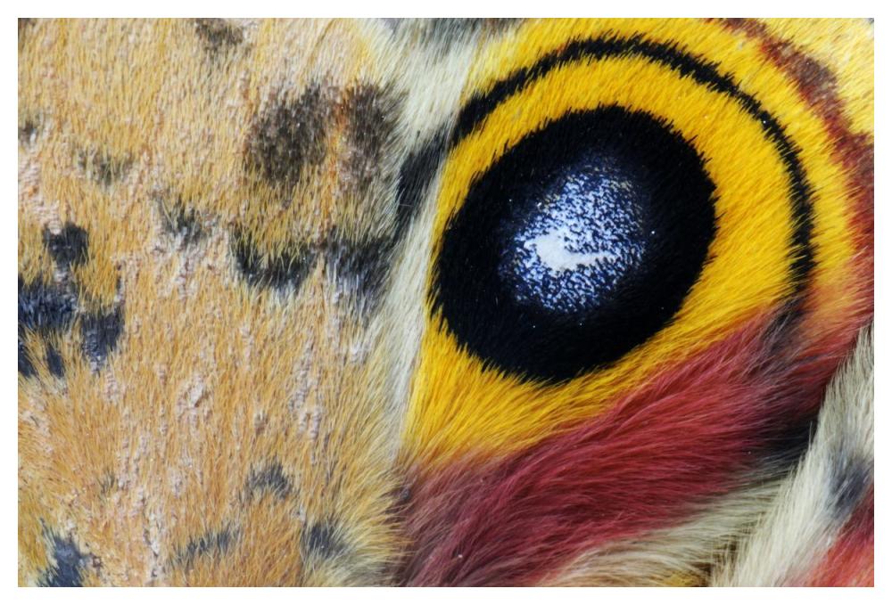 Io Moth Wing With Eye-Spot, Texas-Paper Art-50X34