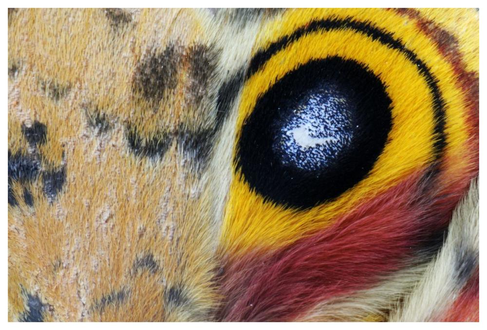 Io Moth Wing With Eye-Spot, Texas-Paper Art-62X42