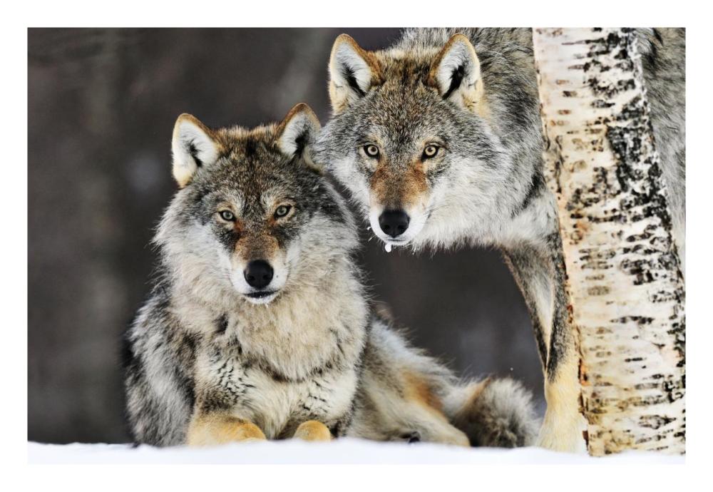 Gray Wolf Pair In The Snow, Norway-Paper Art-26X18
