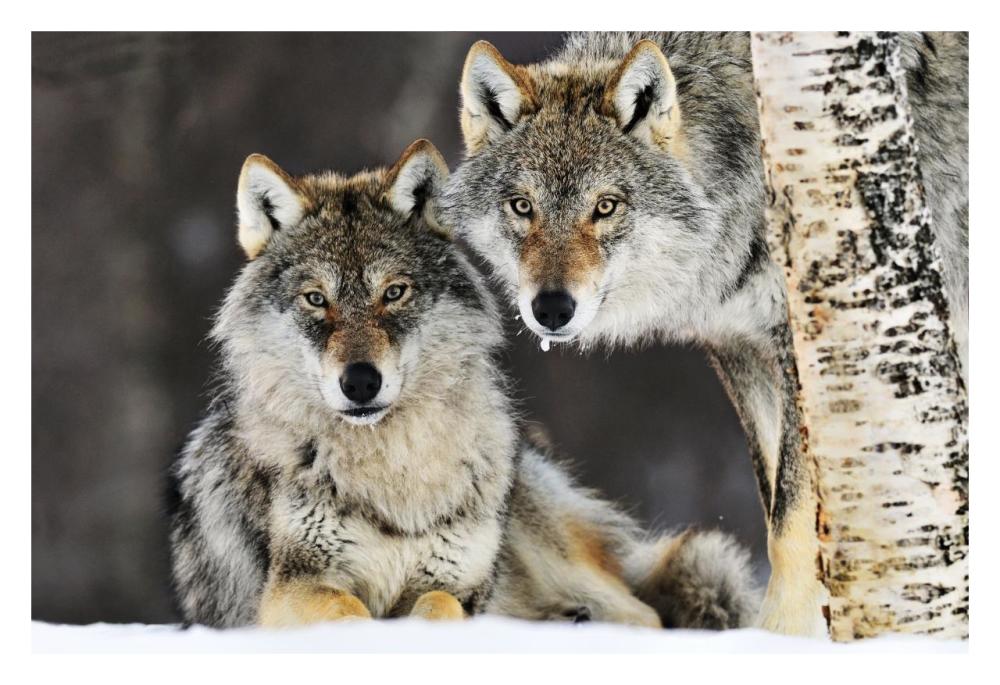 Gray Wolf Pair In The Snow, Norway-Paper Art-32X22