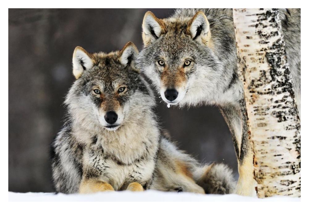 Gray Wolf Pair In The Snow, Norway-Paper Art-38X26